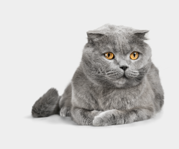 british shorthair kitten 