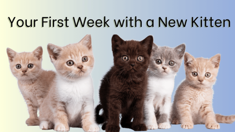 Your First Week with A New Kitten: What to Expect