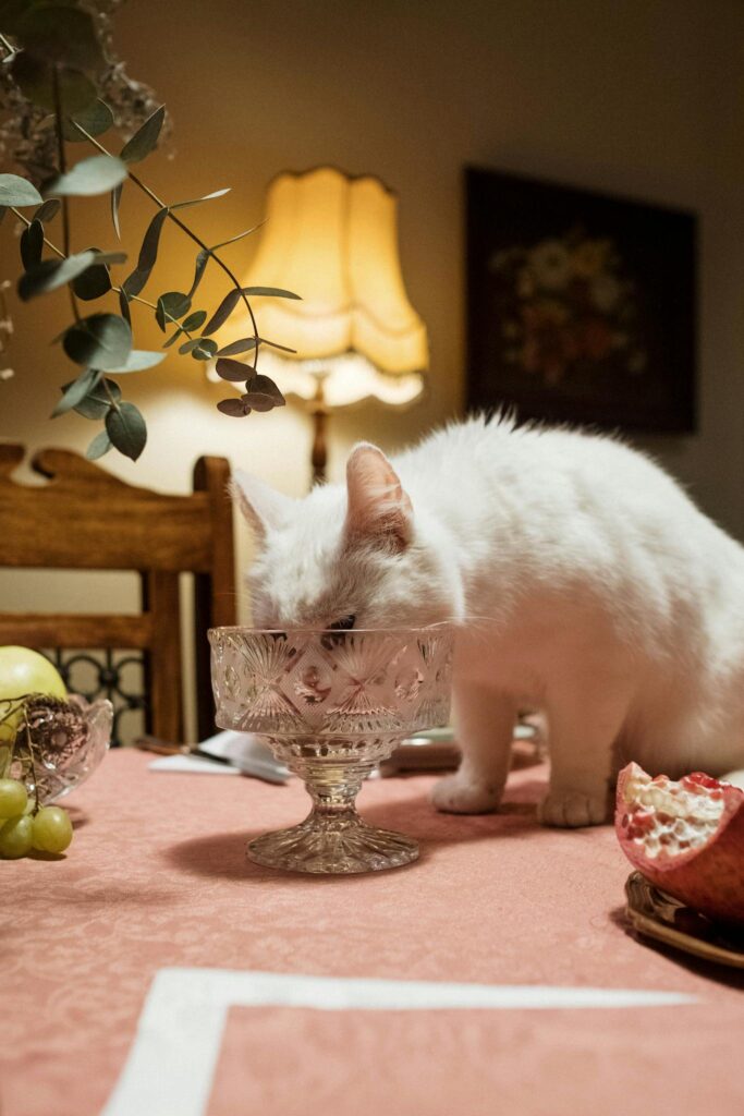 kitten eating food at home