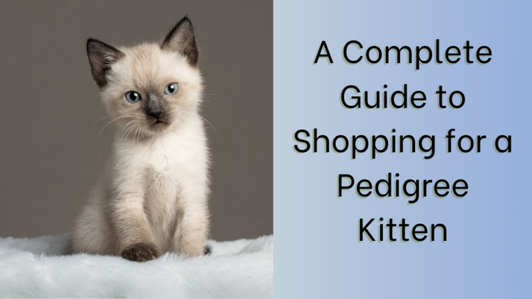 A Complete Guide to Shopping for a Pedigree Kitten