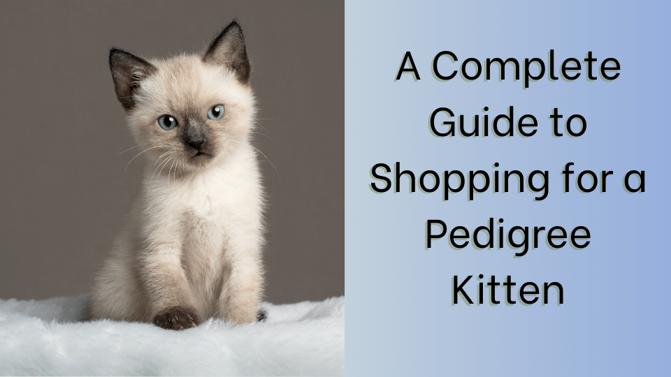 complete guide to buying a kitten