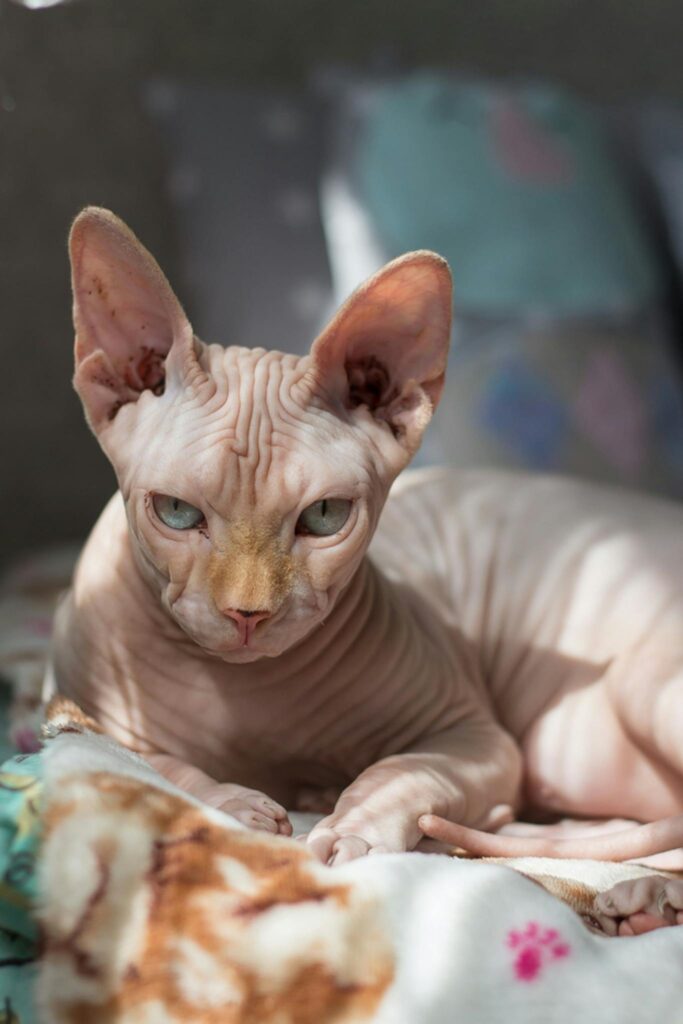 Sphynx cat laying on a bed