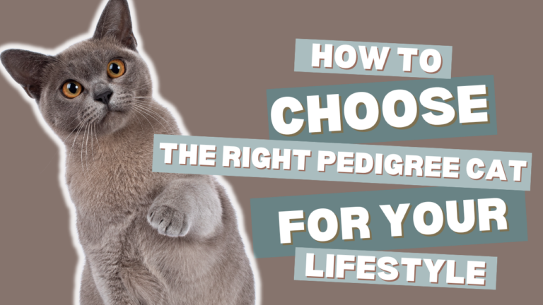 What Breed Cat Should I Get? How to Choose the Right Pedigree Cat Breed for Your Lifestyle