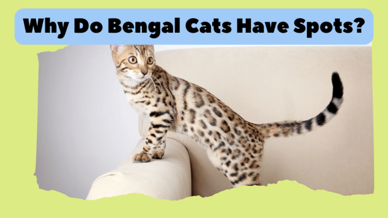 Why Do Bengal Cats Have Spots?