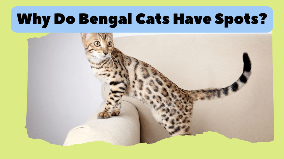 why do bengal cats have spots