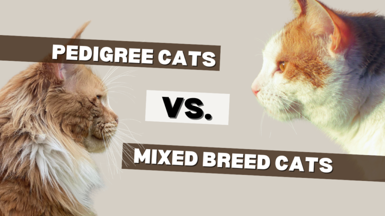 pedigree cats vs. mixed breed cats blog post featured image